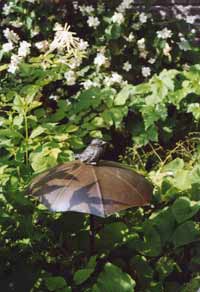 Gartenplanung